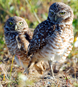 Burrowing Owls, Photo credit: Kathy Wynn